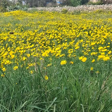 Basic Double Bedroom Private Bathroom Close To Malta Airport *